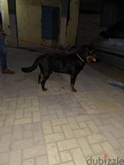كلب روت وايلر سنه ونص