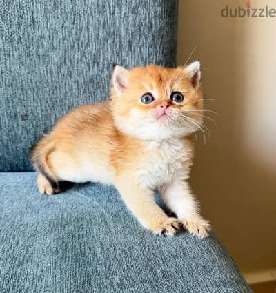 British cat Ny12 قط بريتش جولد