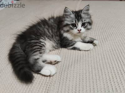 cat kittens قطط كيتينز
