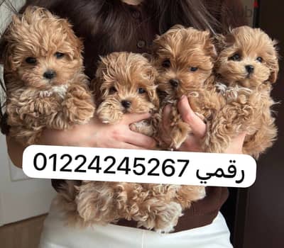 Maltipoo pupyy