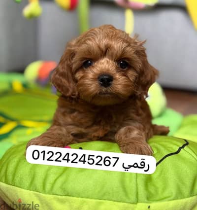 مالتيبو _maltipoo