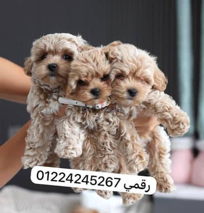 Maltipoo puppy 45 days