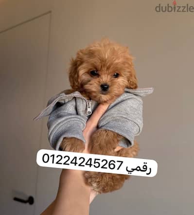 Maltipoo_poodle _maltipoo