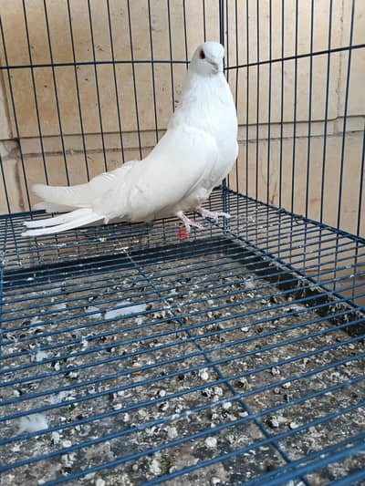 4 ذكور حمام اصفر ورق