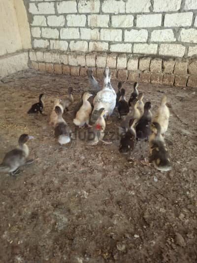 بط تركي رصاصي على موسكوفي سلاله ممتازه جدا جدا