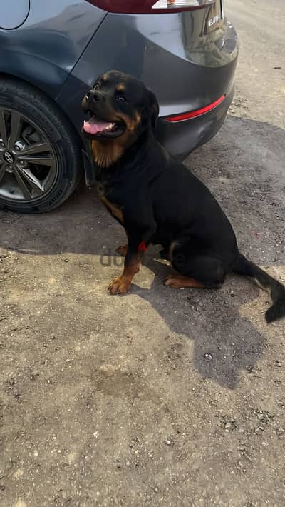 Rottweiler