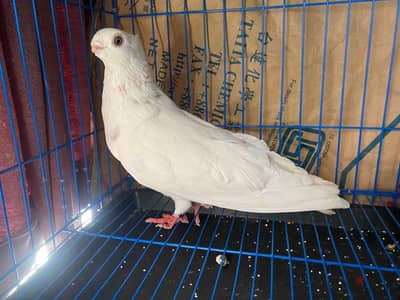 طيرة طرطور
