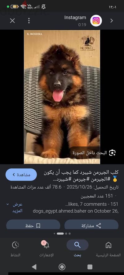 عوزاه كلب تبني ضروري