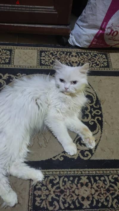 قطة شيرازى للتبنى