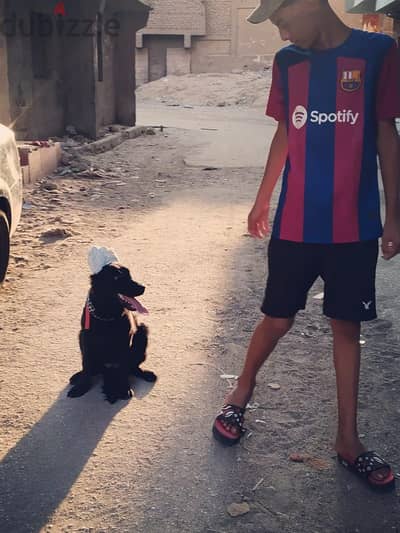 كلب بلاك كود