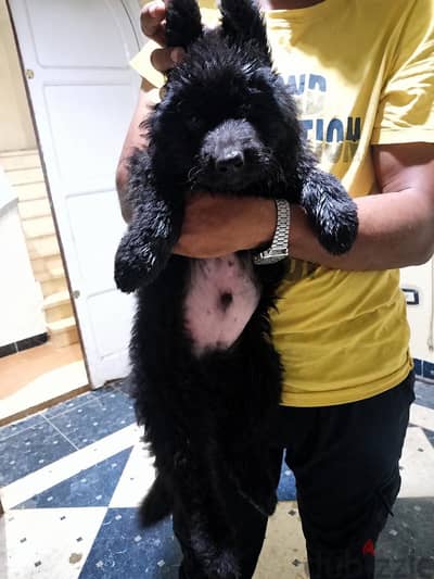 royal black puppies for sale