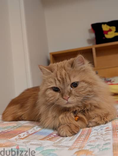 sharazi cat