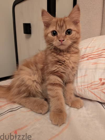 sharazi cat