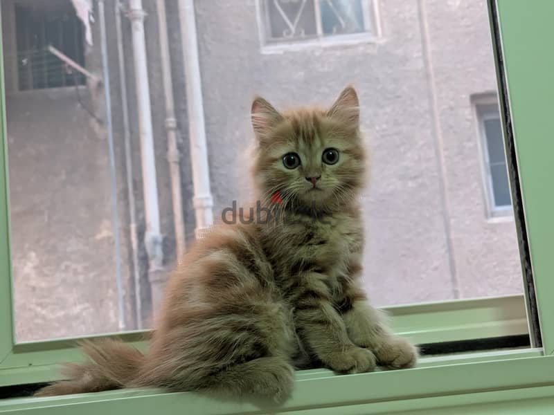 sharazi cat 1