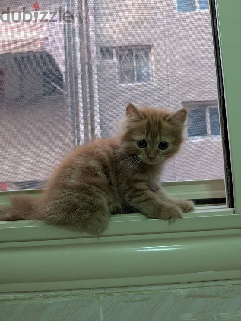 sharazi cat 2