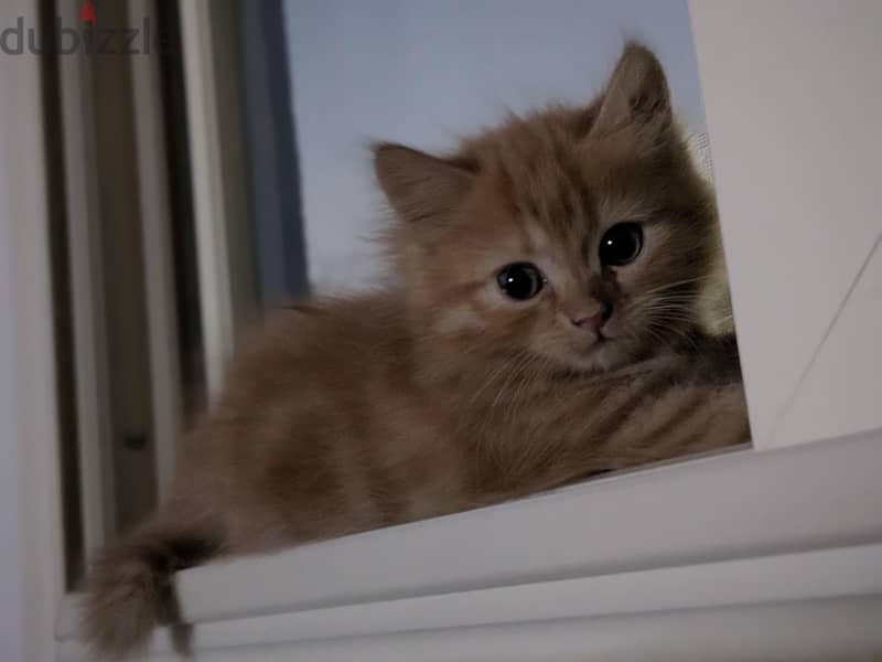 sharazi cat 4