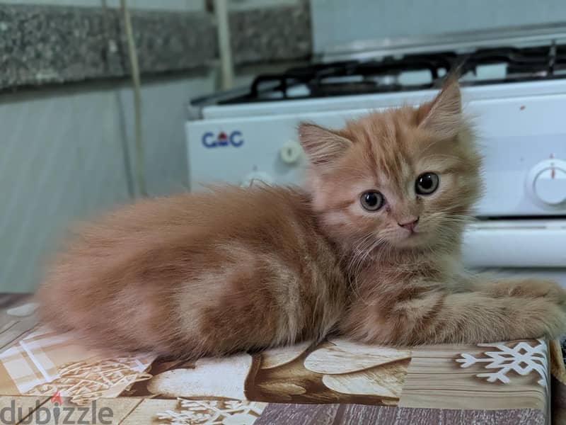 sharazi cat 5