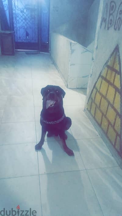 كلب روت للبيع والجواز