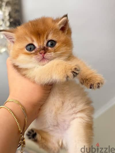 British cat Ny12 قط بريتش جولد
