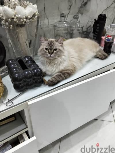 حلويات