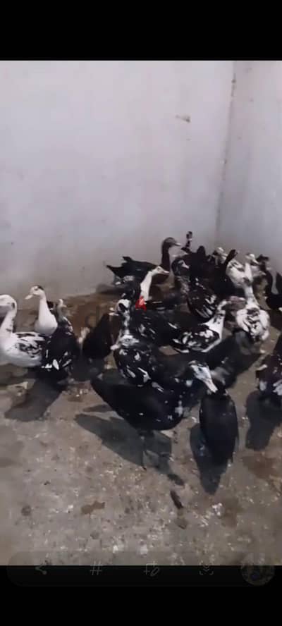 بط بلدي للبيع