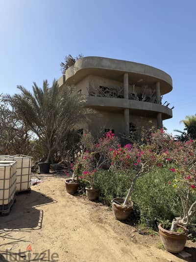 Reef El Orouby