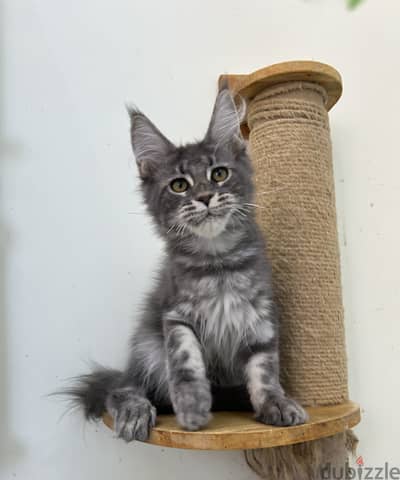 Kitten female Maine coon European line