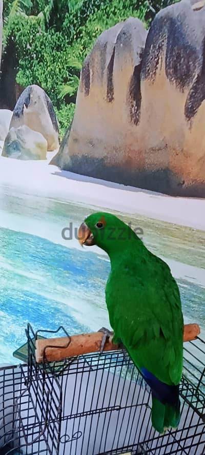 بسم الله ما شاء الله زغلول اكلكتوس هادي بدون عض مفطوم