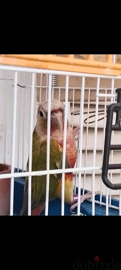 conure pineapple green parrot