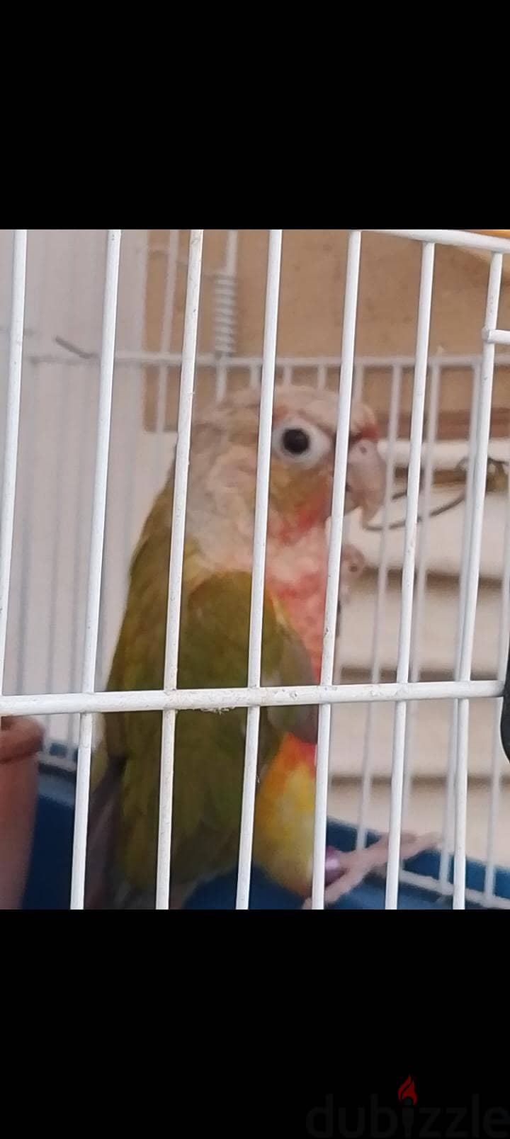 conure pineapple green parrot 1