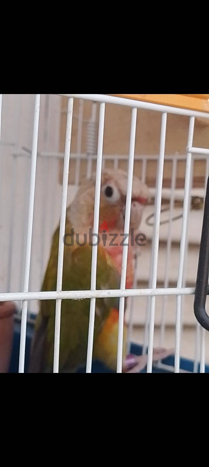 conure pineapple green parrot 2