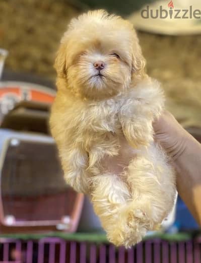 shih tzu puppies