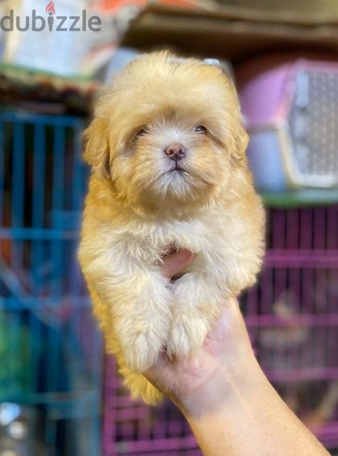 havanese puppies 1