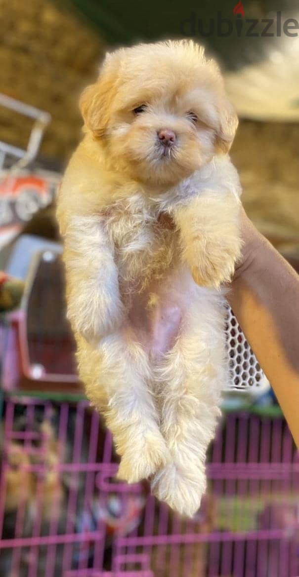 havanese puppies 2