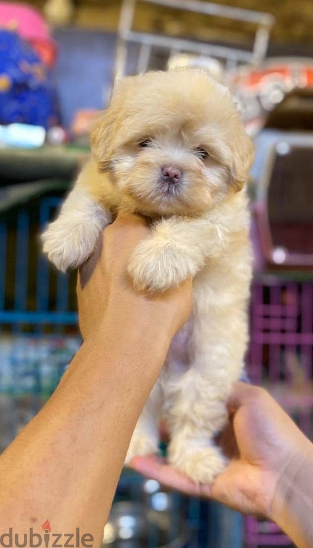 havanese puppies 3