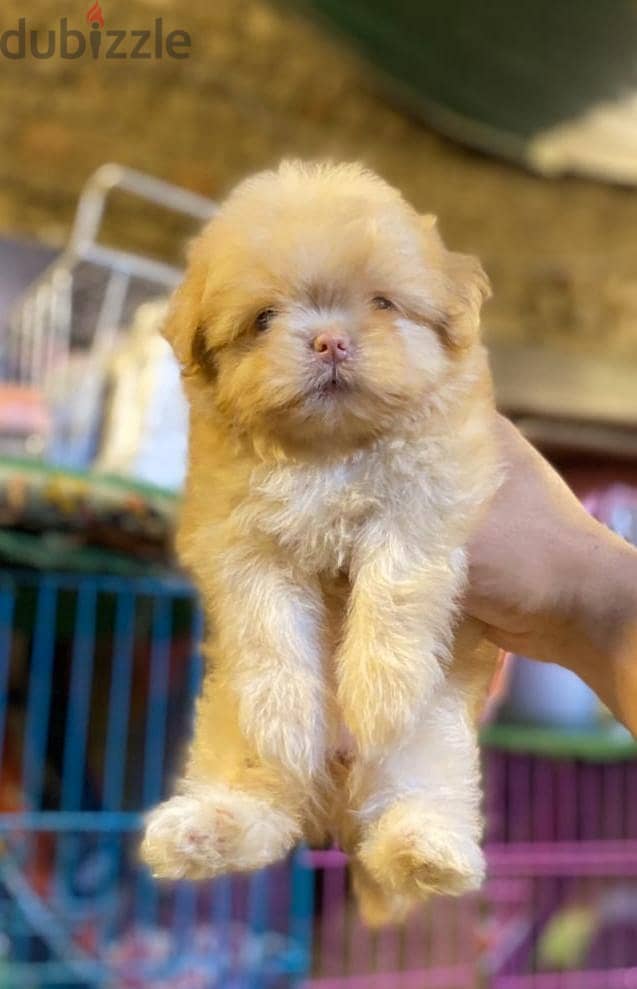 havanese puppies 4