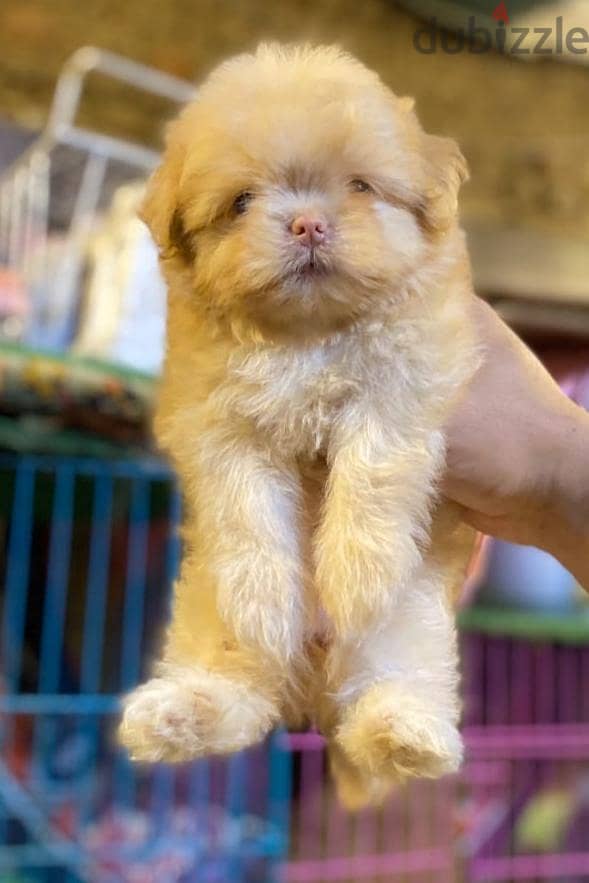 havanese puppies 5