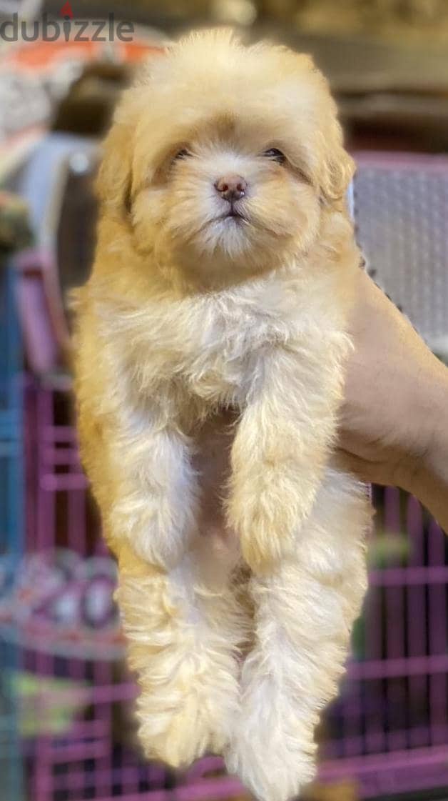 havanese puppies 6