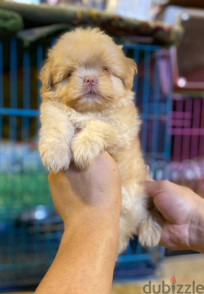havanese puppies 7