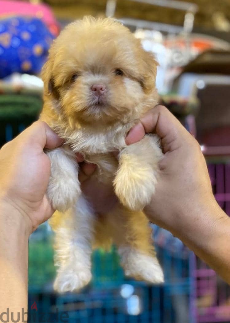 havanese puppies 8