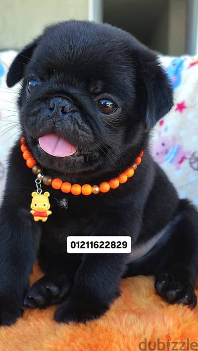 Top quality black pug puppies بج