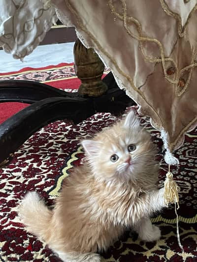Cat for sell