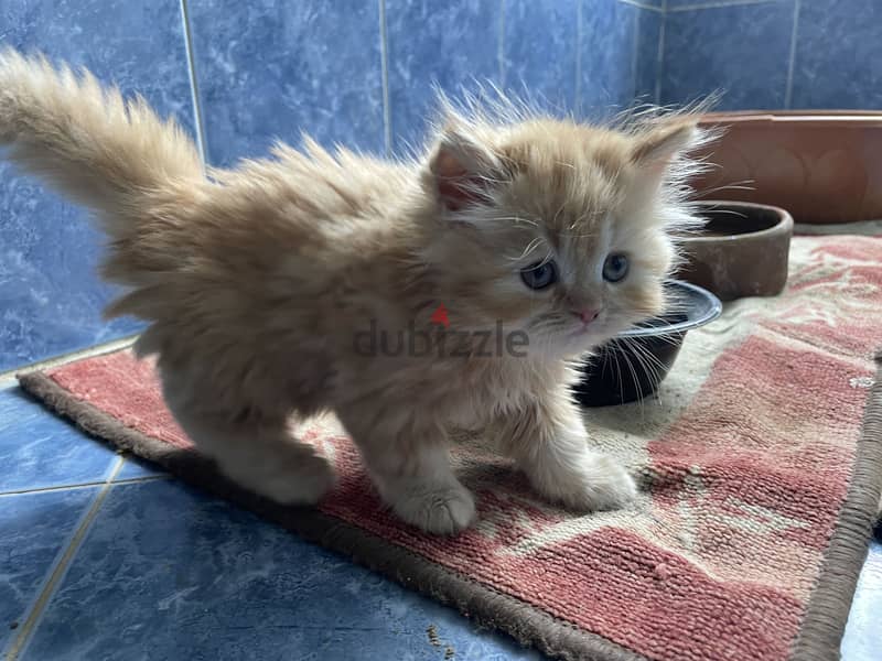 Cat for sell 1