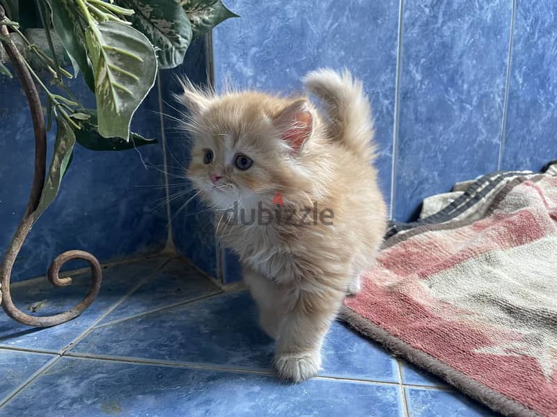 Cat for sell 2