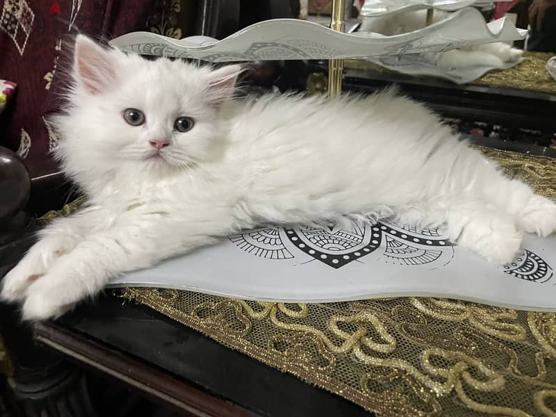 Cat for sell 3
