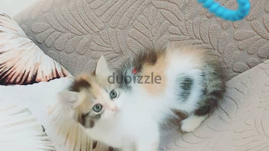 انثى بيرشن كاليكو ٤٥ يوم مدربه ومطعمه حشرات