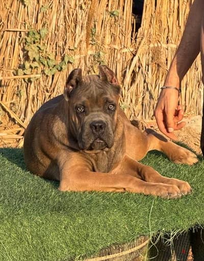 cane corso female Formantino 5 months