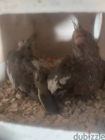 Cockatiel
