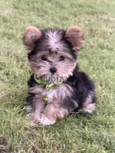 Cutest Yorkshire