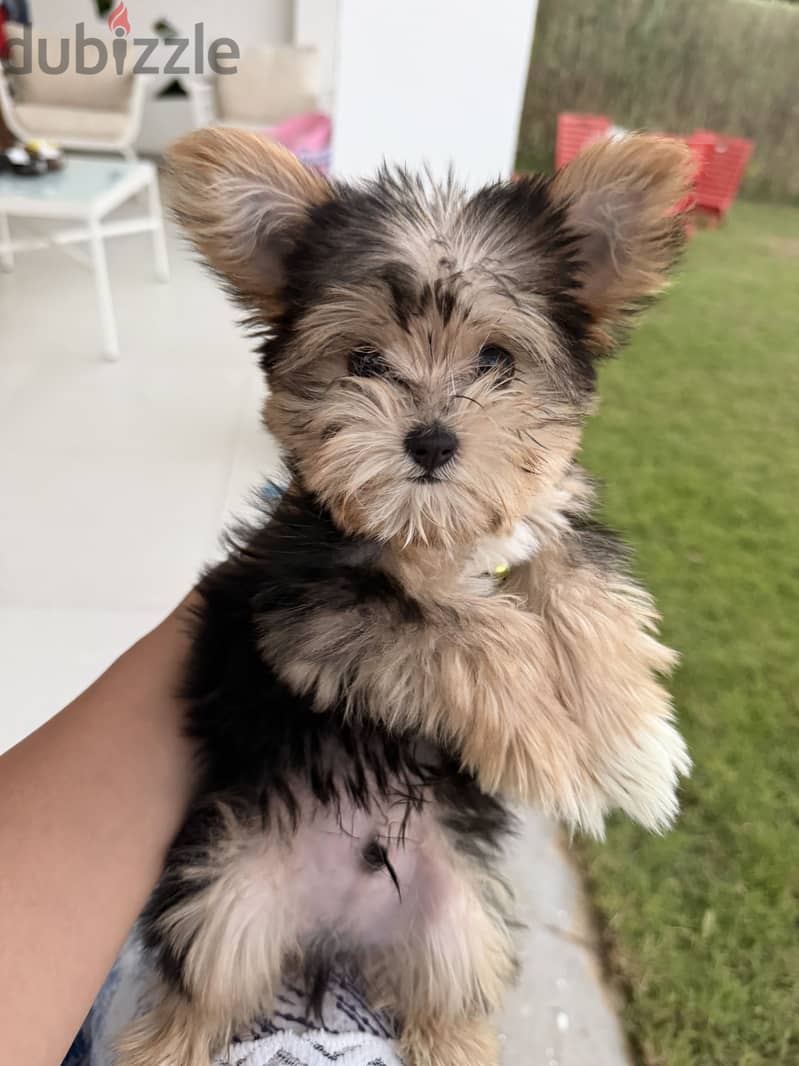 Cutest Yorkshire 2